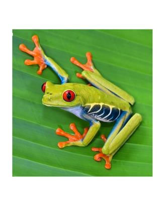 Agalychnis Callidryas Raganella dagli occhi rossi