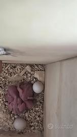 Animali cocorite