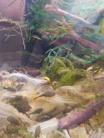 Ancistrus ancestrali e gold