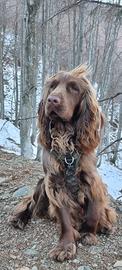 Cocker disponibile per accoppiamento