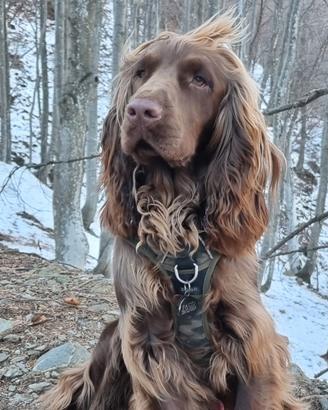 Cocker disponibile per accoppiamento