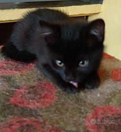 Gatto nero europeo