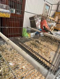 Parochetto di bourke