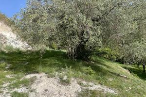 Terreno agricolo agrumeto