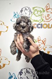 Cuccioli barboncini toy maschi femmine tricolore