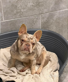 Buldog francese