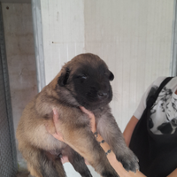 Cuccioli di pastore belga tervueren