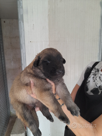 Cuccioli di pastore belga tervueren