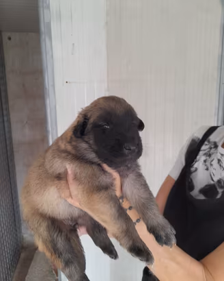 Cuccioli di pastore belga tervueren