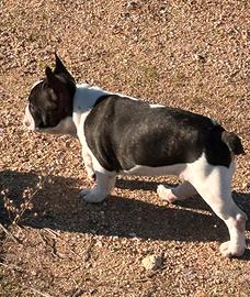 Bulldog francese