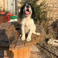 Setter Inglese