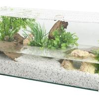 Acquario tartaruga