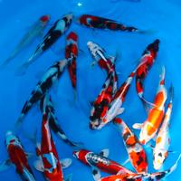 Carpe koi, carassi, medaka, piante laghetto ecc