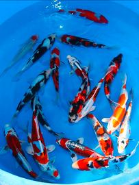 Carpe koi, carassi, medaka, piante laghetto ecc