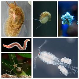 Starter microorganismi e macroalghe marino benthos