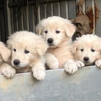 Cuccioli di pastore Maremmano Abruzzese