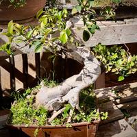 Bonsai Ficus Retusa 18 anni