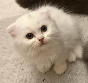 Scottish fold