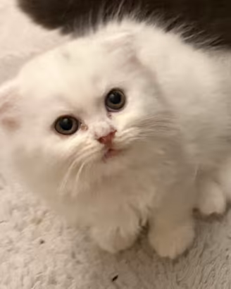Scottish fold