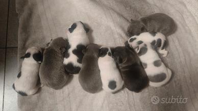 Bulldog Francese