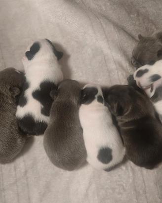 Bulldog Francese