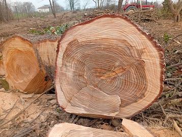 Tronchi cedri deodara