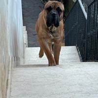 Cane corso