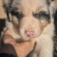 Ultimo maschietto australian shepherd con pedigree