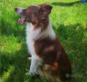 Border Collie
