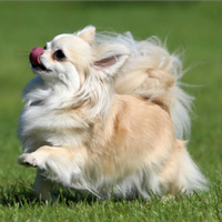 Chihuahua