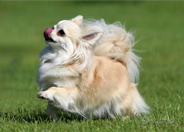 Chihuahua