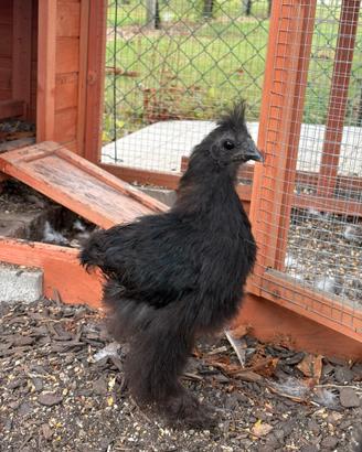 Gallina Morosetta