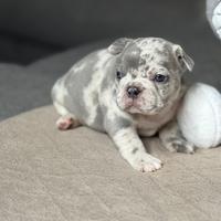 Cuccioli bulldog francesi