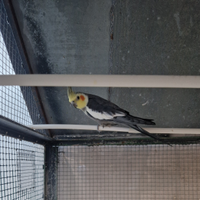 Disponibili calopsiti maschi NON allevati a mano