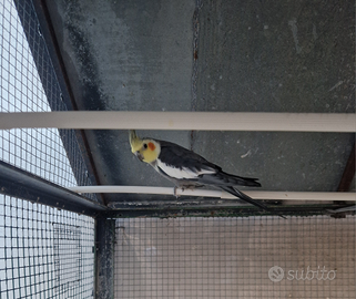 Disponibili calopsiti maschi NON allevati a mano