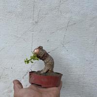 bonsai portulacaria afra mame