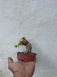 bonsai portulacaria afra mame