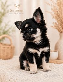 Splendida cucciola Chihuahua a pelo lungo