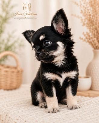 Splendida cucciola Chihuahua a pelo lungo