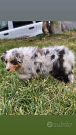 Australian shepherd cucciola pedigree