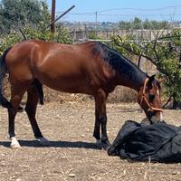 Cavallo italiano da passeggiate