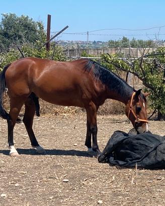 Cavallo italiano da passeggiate