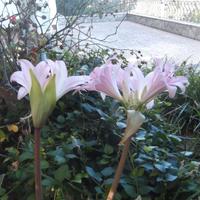 3 bulbi di Amaryllis Belladonna