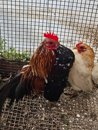 Galletto serama malese