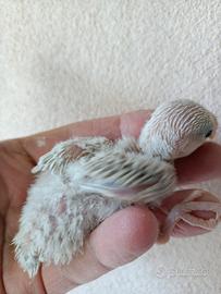 Pulli di inseparabile