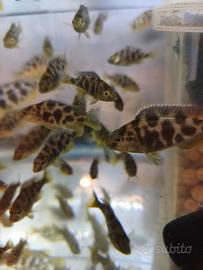 Pesce giraffa Nimbochromis Venustus