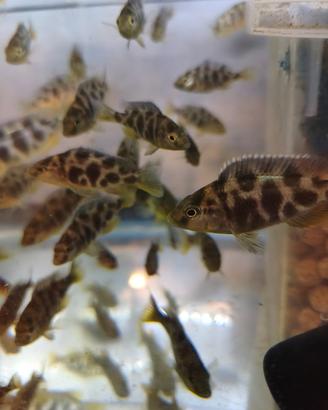 Pesce giraffa Nimbochromis Venustus
