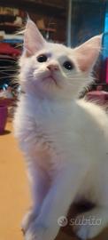 gattina incrocio maine coon-angora