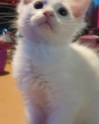 gattina incrocio maine coon-angora