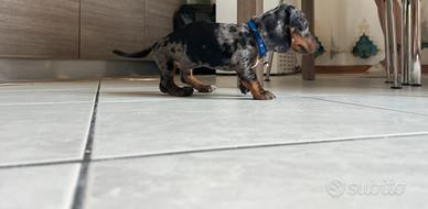 Bassotto